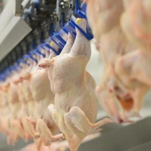 haftada 300 gramdan fazla tavuk eti tuketenlere kotu haber iAxlBhJ6