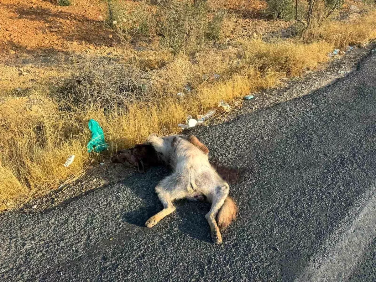 halfetide nesli tukenmekte olan sirtlan telef oldu 1bi8BP5Z