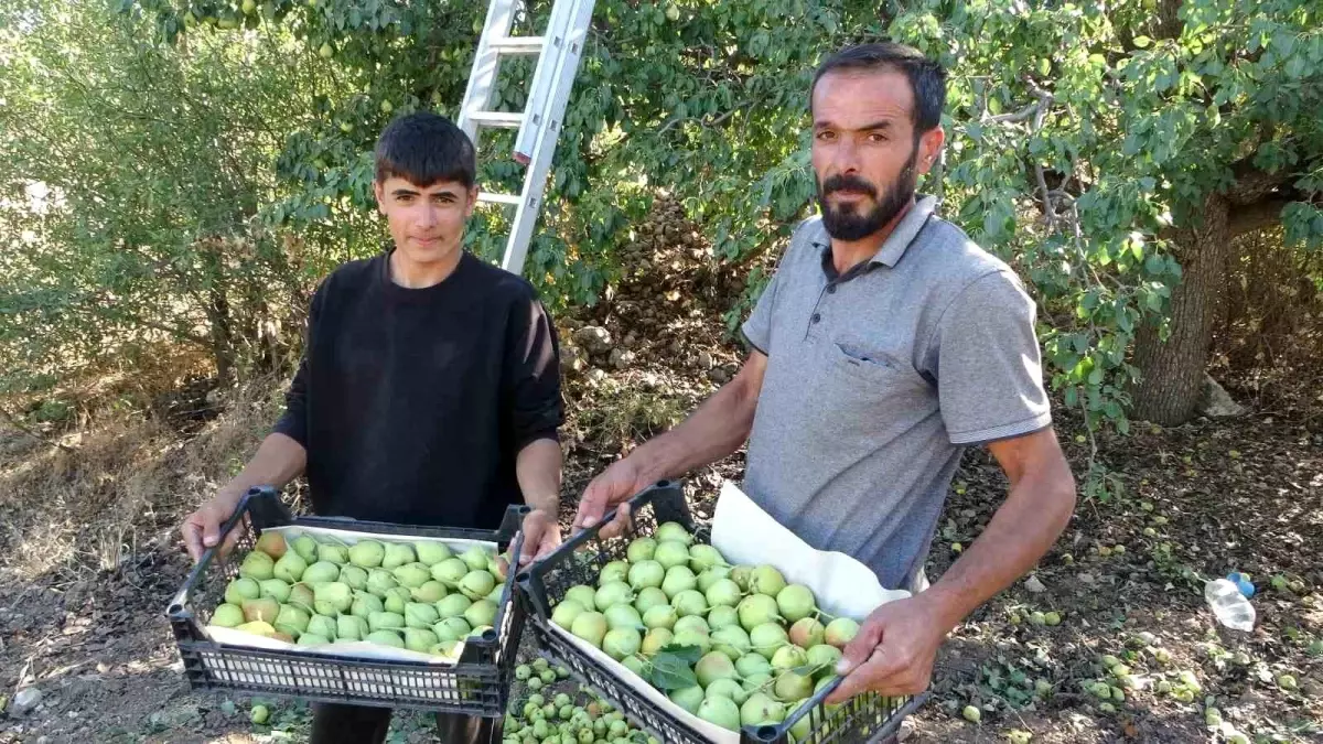 malatyada akcadag armudu hasadi basladi 1Bh6SClM