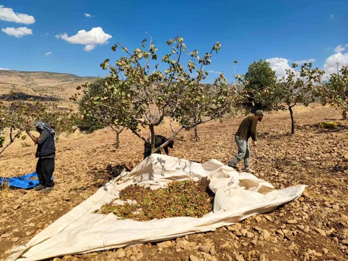 siirt fistik hasadi kuraklikla yuzlesiyor xqOjBfUJ