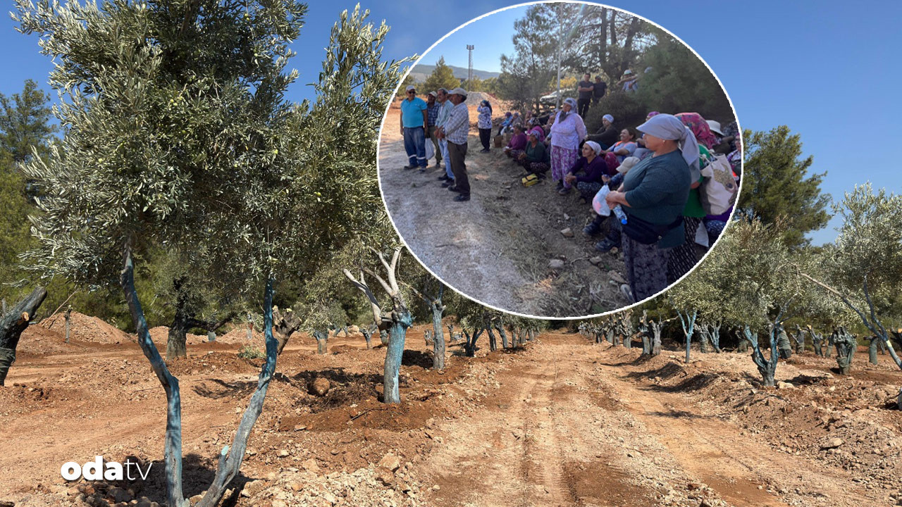 zeytinler tasiniyor koylulerden can suyu 59MLFyb9